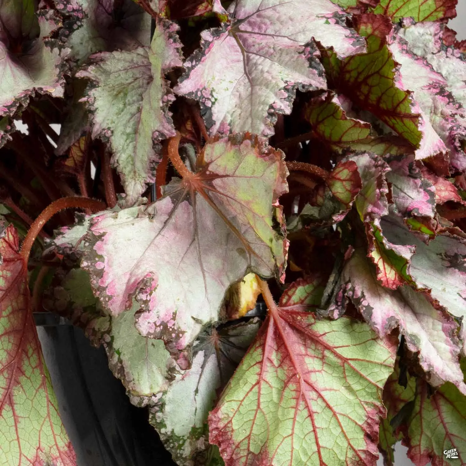 Begonia rex