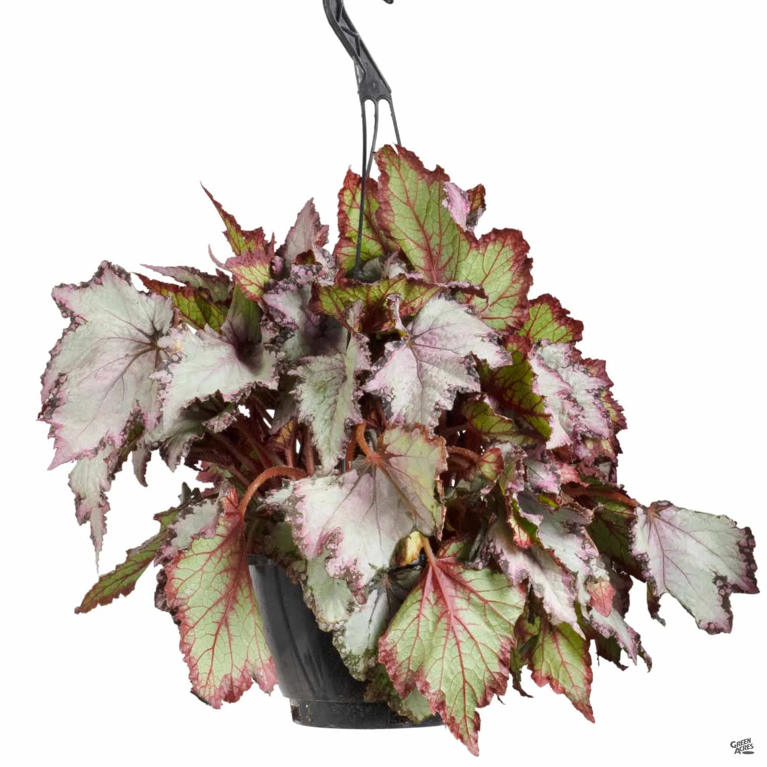 Begonia rex