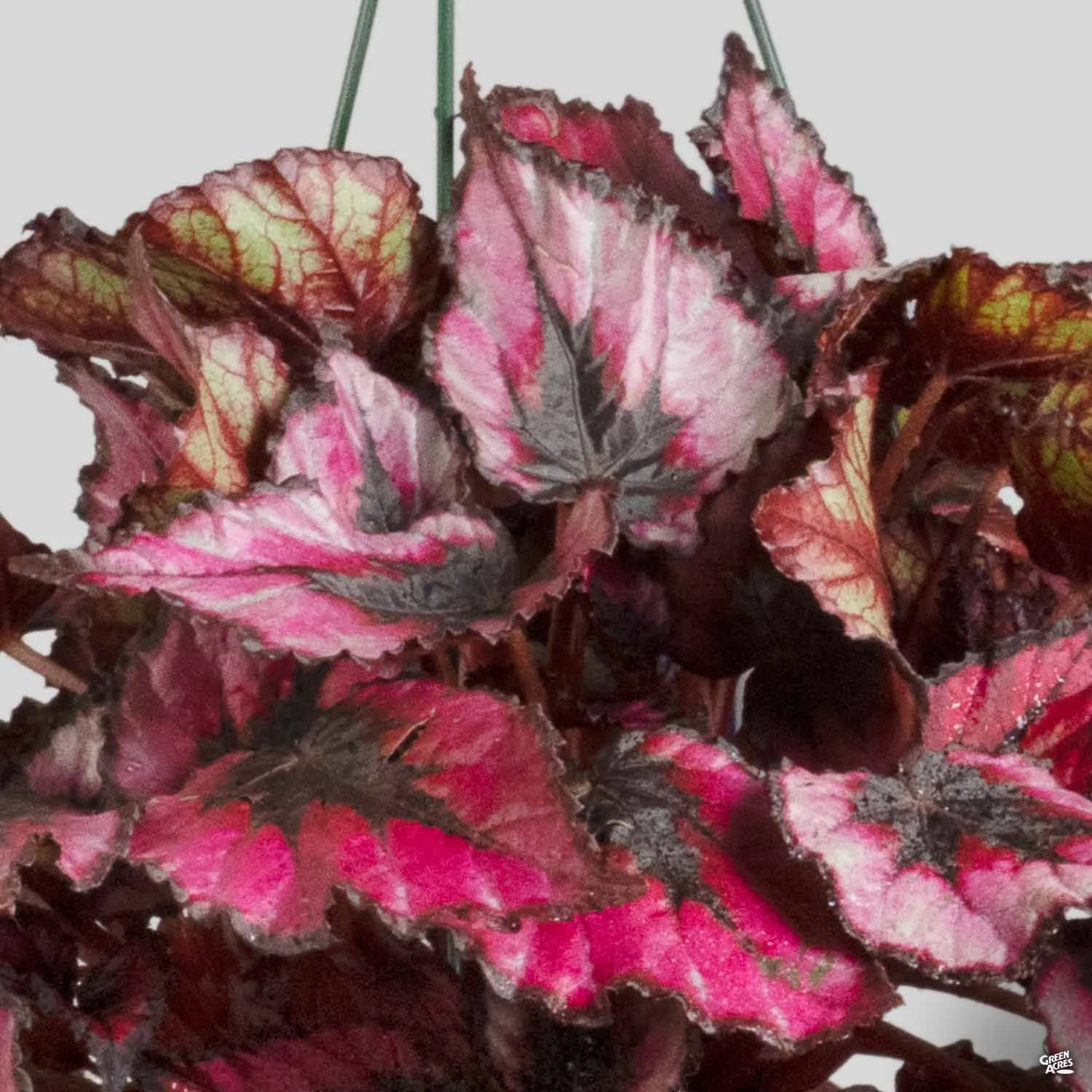 Begonia rex