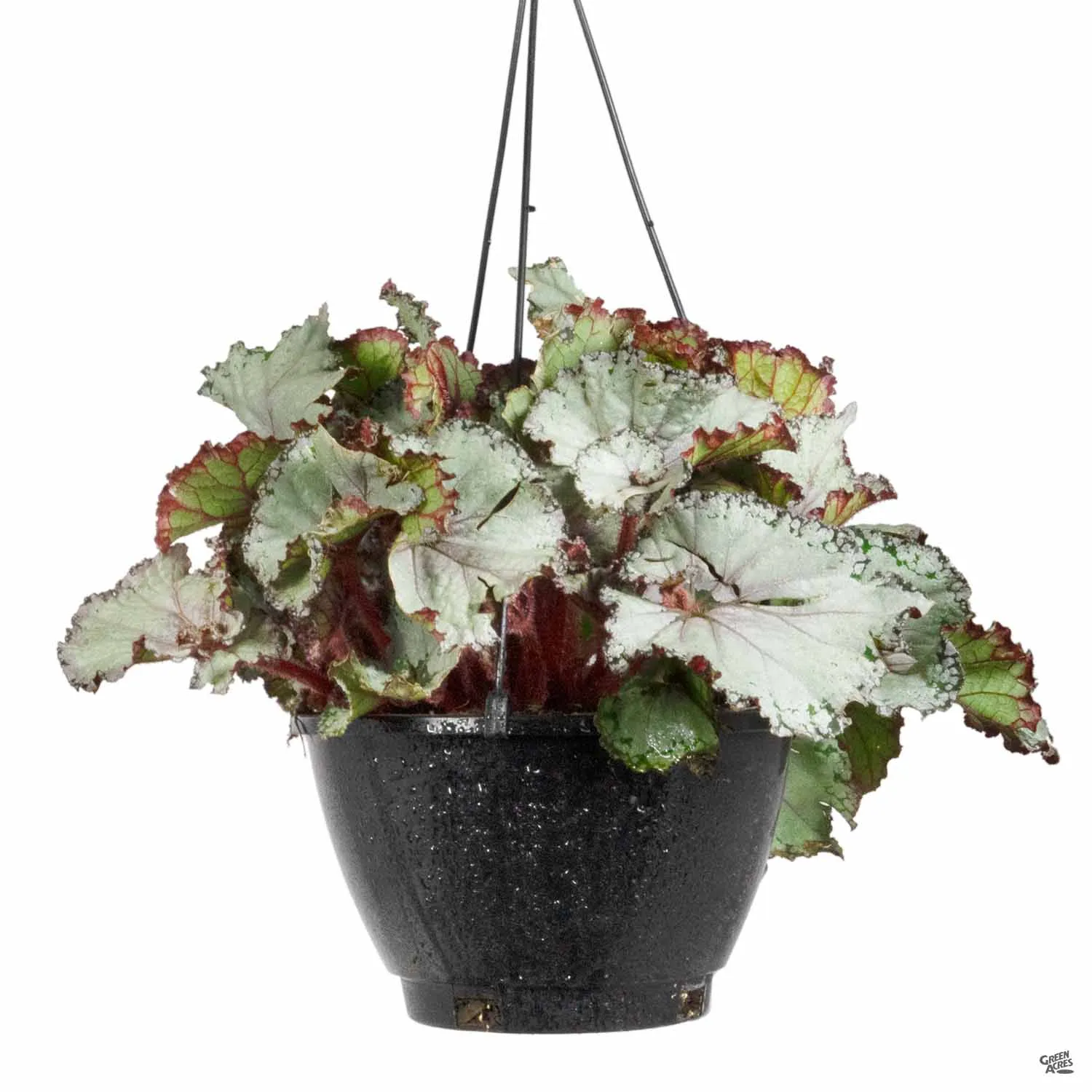 Begonia rex